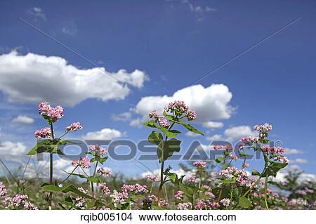Picture - Buckwheat. Fotosearch