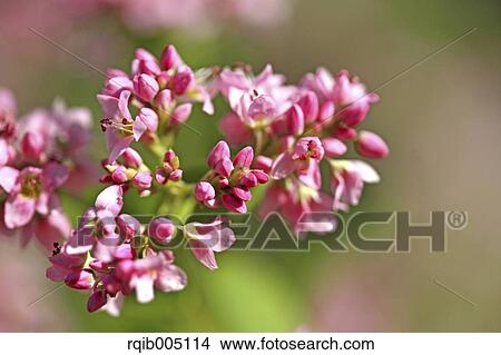 Buckwheat View Large Photo Image Picture - Buckwheat. Fotosearch