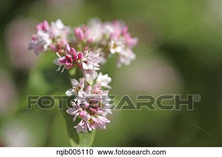 Buckwheat View Large Photo Image Stock Image - Buckwheat. Fotosearch