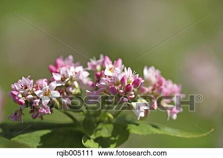 Buckwheat View Large Photo Image Stock Image - Buckwheat. Fotosearch