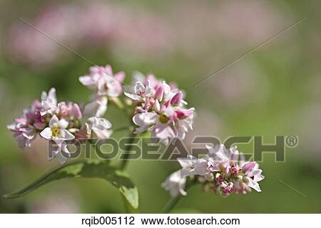 Buckwheat View Large Photo Image Stock Image - Buckwheat. Fotosearch