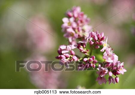 Buckwheat View Large Photo Image Stock Image - Buckwheat. Fotosearch