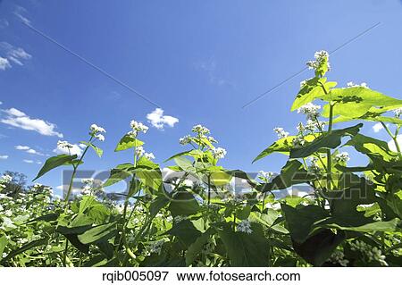 Stock Photo - Buckwheat. Fotosearch