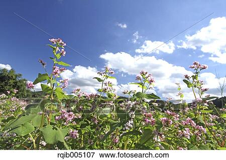 Stock Photo - Buckwheat. Fotosearch