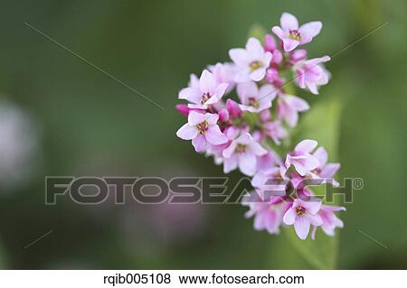 Stock Photo - Buckwheat. Fotosearch
