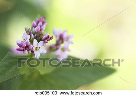 Stock Photo - Buckwheat. Fotosearch