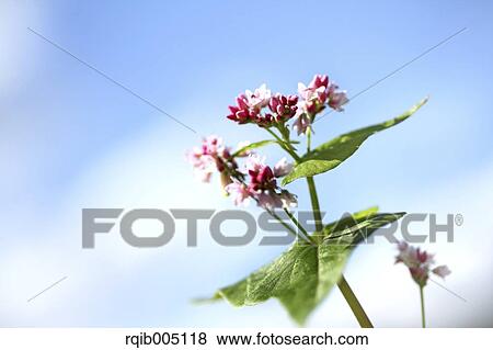 Stock Photo - Buckwheat. Fotosearch