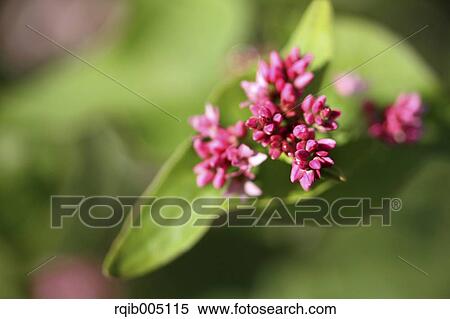 Stock Photography - Buckwheat. Fotosearch