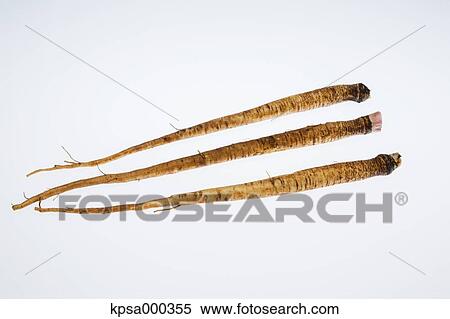 Stock Photography - Burdock. Fotosearch