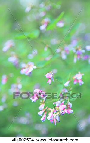Bush Clover View Large Photo Image Picture - Bush Clover. Fotosearch