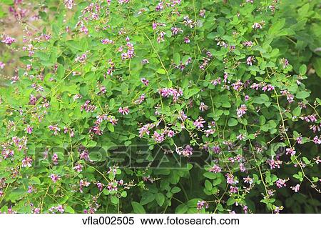 Stock Photography - Bush Clover. Fotosearch