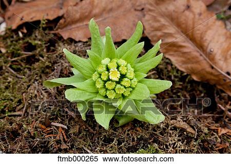 Butterbur sprout View Large Photo Image Stock Photography - Butterbur sprout. Fotosearch