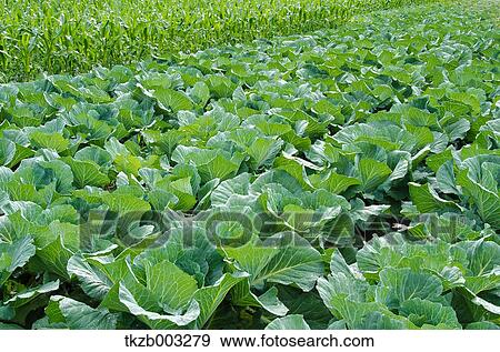 Cabbage field View Large Photo Image Stock Photo - Cabbage field. Fotosearch