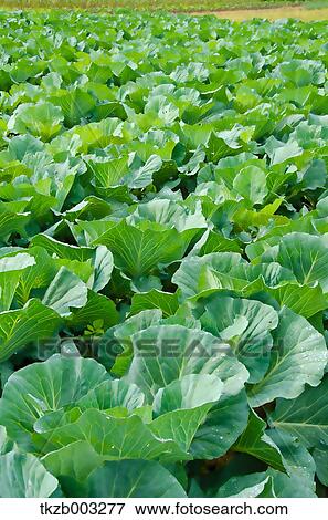 Stock Photo - Cabbage. Fotosearch