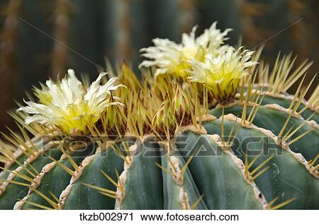 Cactus flowers View Large Photo Image Stock Image - Cactus flowers. Fotosearch