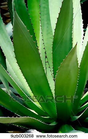 Stock Photo - Cactus. Fotosearch