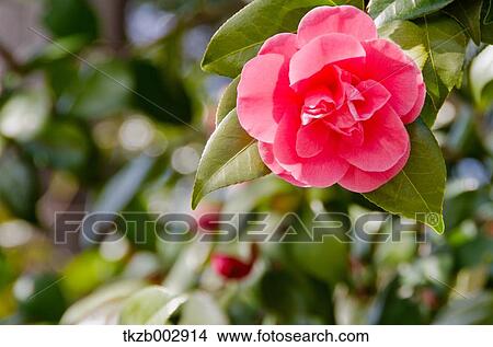 Camellia View Large Photo Image Picture - Camellia. Fotosearch