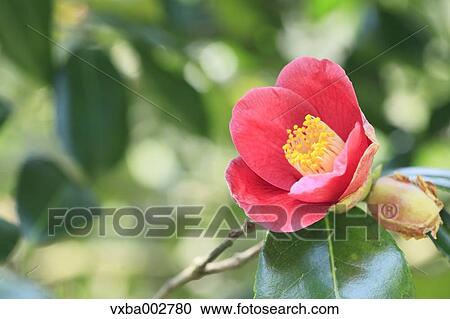 Stock Image - Camellia. Fotosearch
