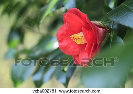 Camellia View Large Photo Image Stock Image - Camellia. Fotosearch