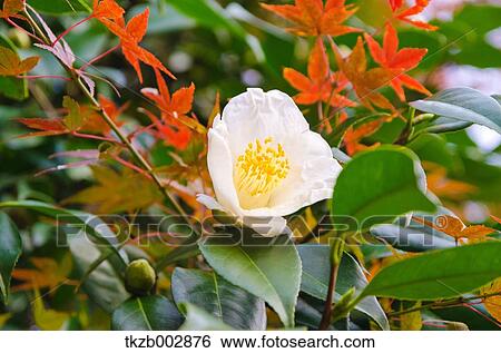 Camellia View Large Photo Image Stock Photograph - Camellia. Fotosearch