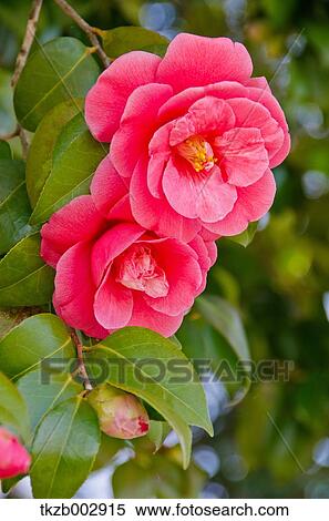 Stock Photography - Camellia. Fotosearch