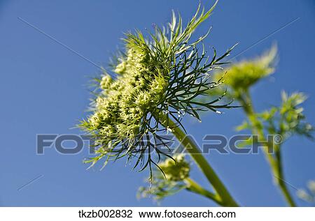Carrot flowers View Large Photo Image Stock Image - Carrot flowers. Fotosearch