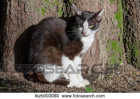 Cat View Large Photo Image Stock Image - Cat. Fotosearch
