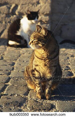 Cat View Large Photo Image Stock Image - Cat. Fotosearch
