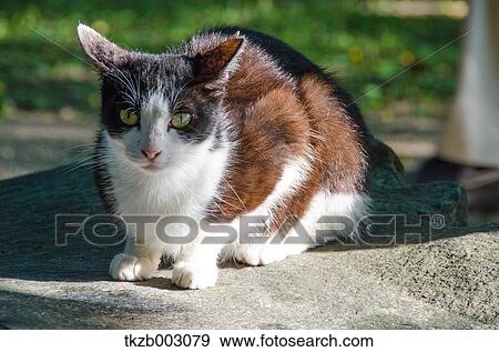 Cat View Large Photo Image Stock Photo - Cat. Fotosearch