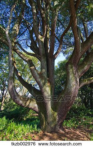 Cedar View Large Photo Image Stock Photograph - Cedar. Fotosearch