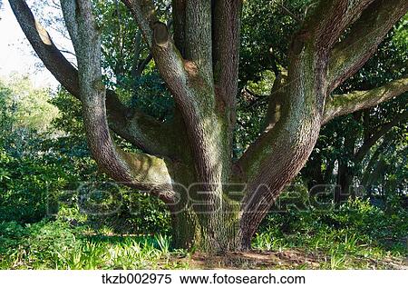 Cedar View Large Photo Image Stock Photography - Cedar. Fotosearch