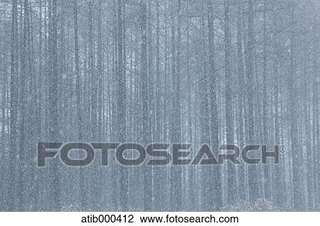 Stock Image - Cedar trees, Nagano Prefecture. Fotosearch