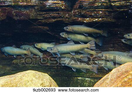 Stock Image - Char. Fotosearch
