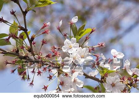 Picture - Cherry blossoms. Fotosearch