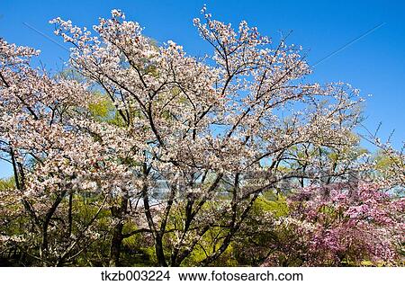 Cherry blossoms View Large Photo Image Picture - Cherry blossoms. Fotosearch
