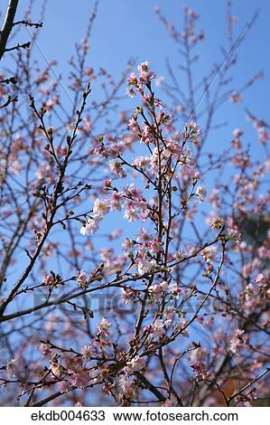 Cherry blossoms View Large Photo Image Stock Image - Cherry blossoms. Fotosearch