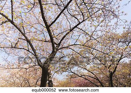 Cherry blossoms View Large Photo Image Stock Image - Cherry blossoms. Fotosearch