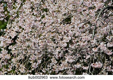 Cherry blossoms View Large Photo Image Stock Image - Cherry blossoms. Fotosearch