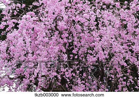 Cherry blossoms View Large Photo Image Stock Image - Cherry blossoms. Fotosearch