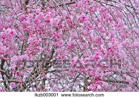 Stock Image - Cherry blossoms. Fotosearch