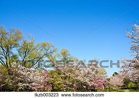 Stock Image - Cherry blossoms. Fotosearch