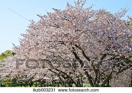 Stock Image - Cherry blossoms. Fotosearch