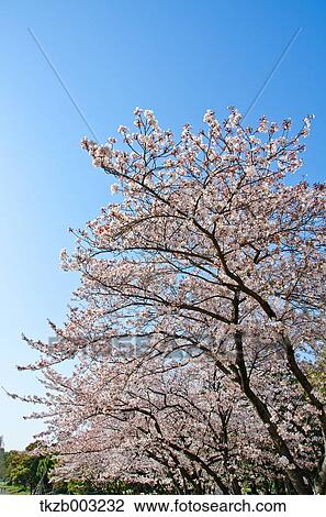 Stock Image - Cherry blossoms. Fotosearch