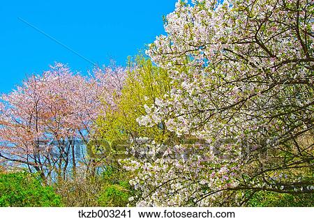 Stock Image - Cherry blossoms. Fotosearch