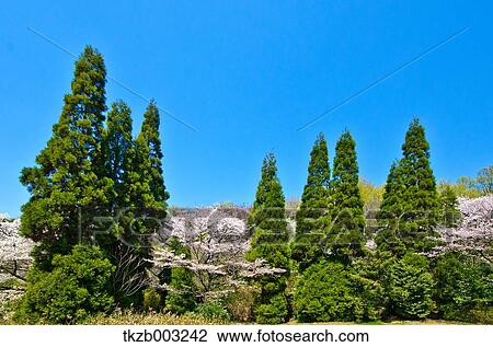 Cherry blossoms View Large Photo Image Stock Image - Cherry blossoms. Fotosearch