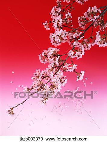 Cherry blossoms View Large Photo Image Stock Image - Cherry blossoms. Fotosearch