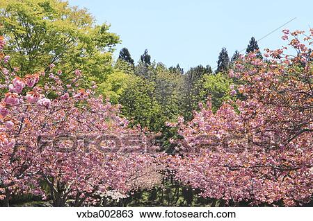 Cherry blossoms View Large Photo Image Stock Image - Cherry blossoms. Fotosearch