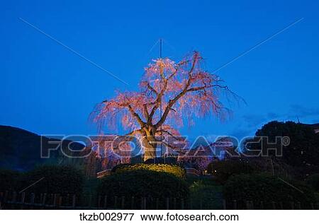 Stock Photo - Cherry blossoms. Fotosearch