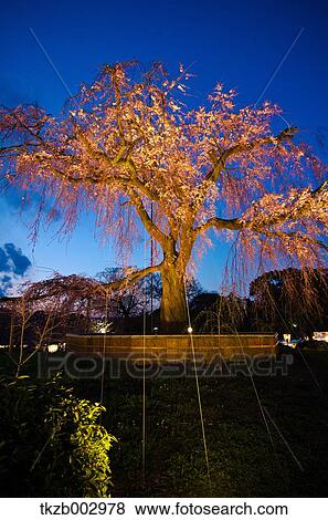 Cherry blossoms View Large Photo Image Stock Photo - Cherry blossoms. Fotosearch