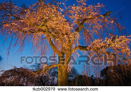 Cherry blossoms View Large Photo Image Stock Photo - Cherry blossoms. Fotosearch